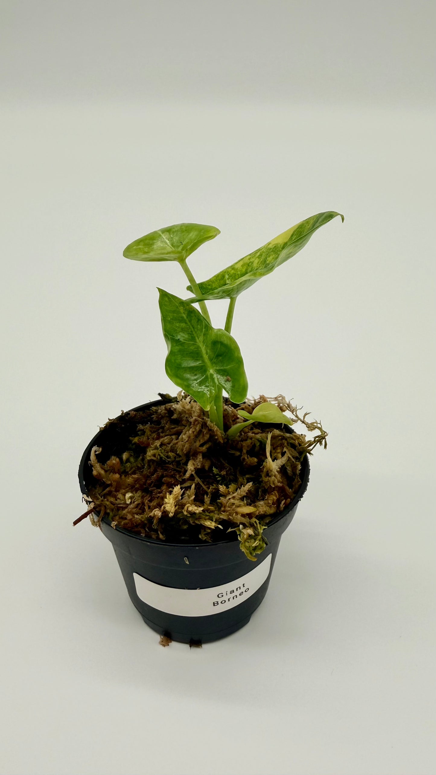 Alocasia Borneo Giant Aurea Variegata