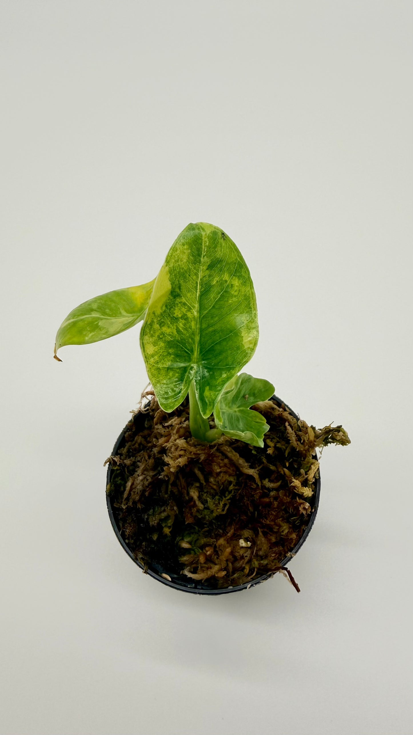 Alocasia Borneo Giant Aurea Variegata