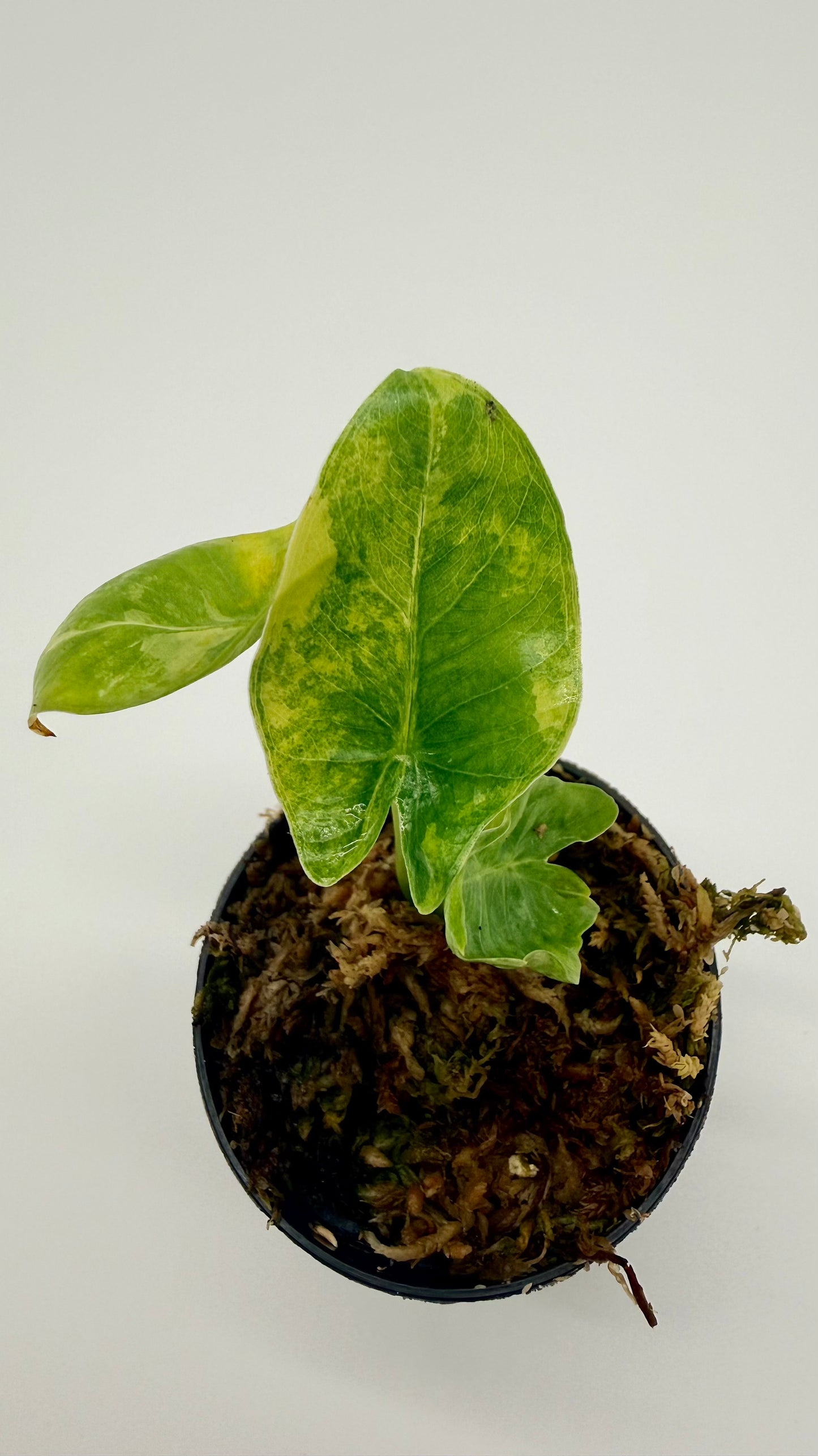 Alocasia Borneo Giant Aurea Variegata