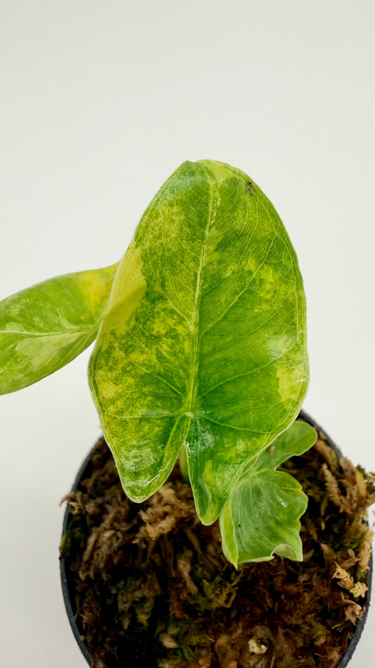 Alocasia Borneo Giant Aurea Variegata