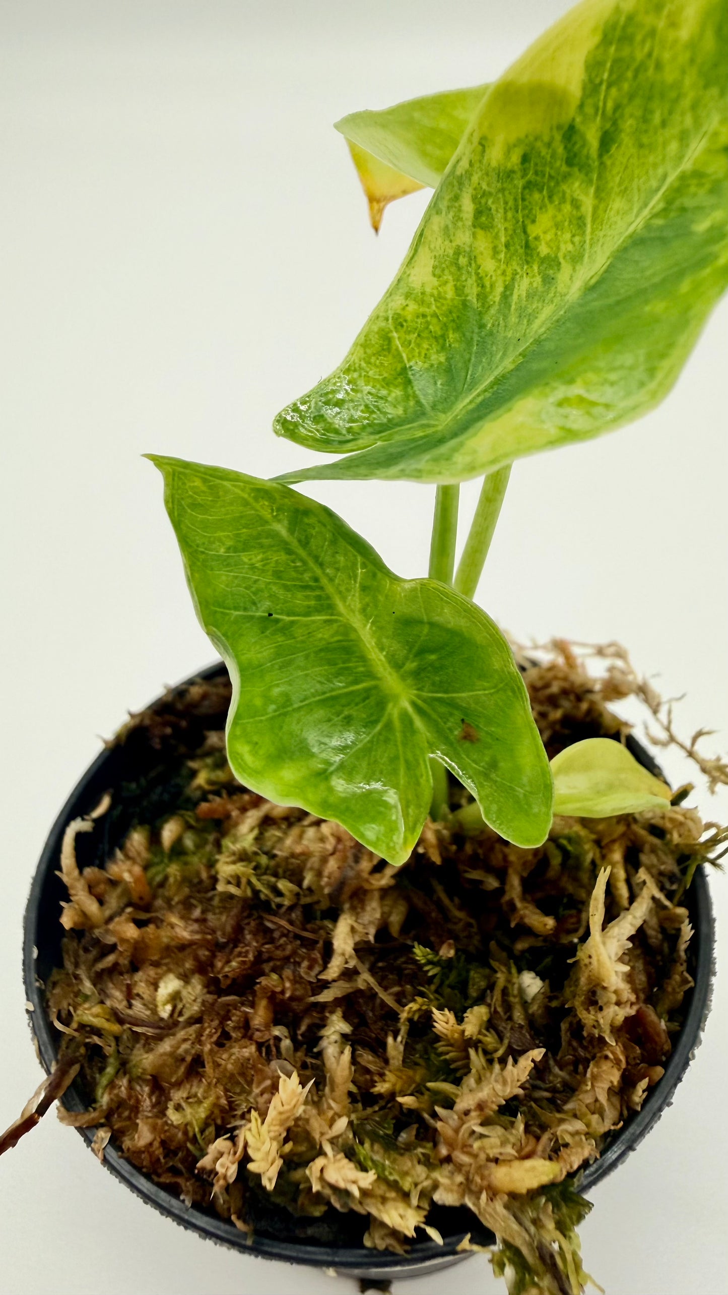 Alocasia Borneo Giant Aurea Variegata