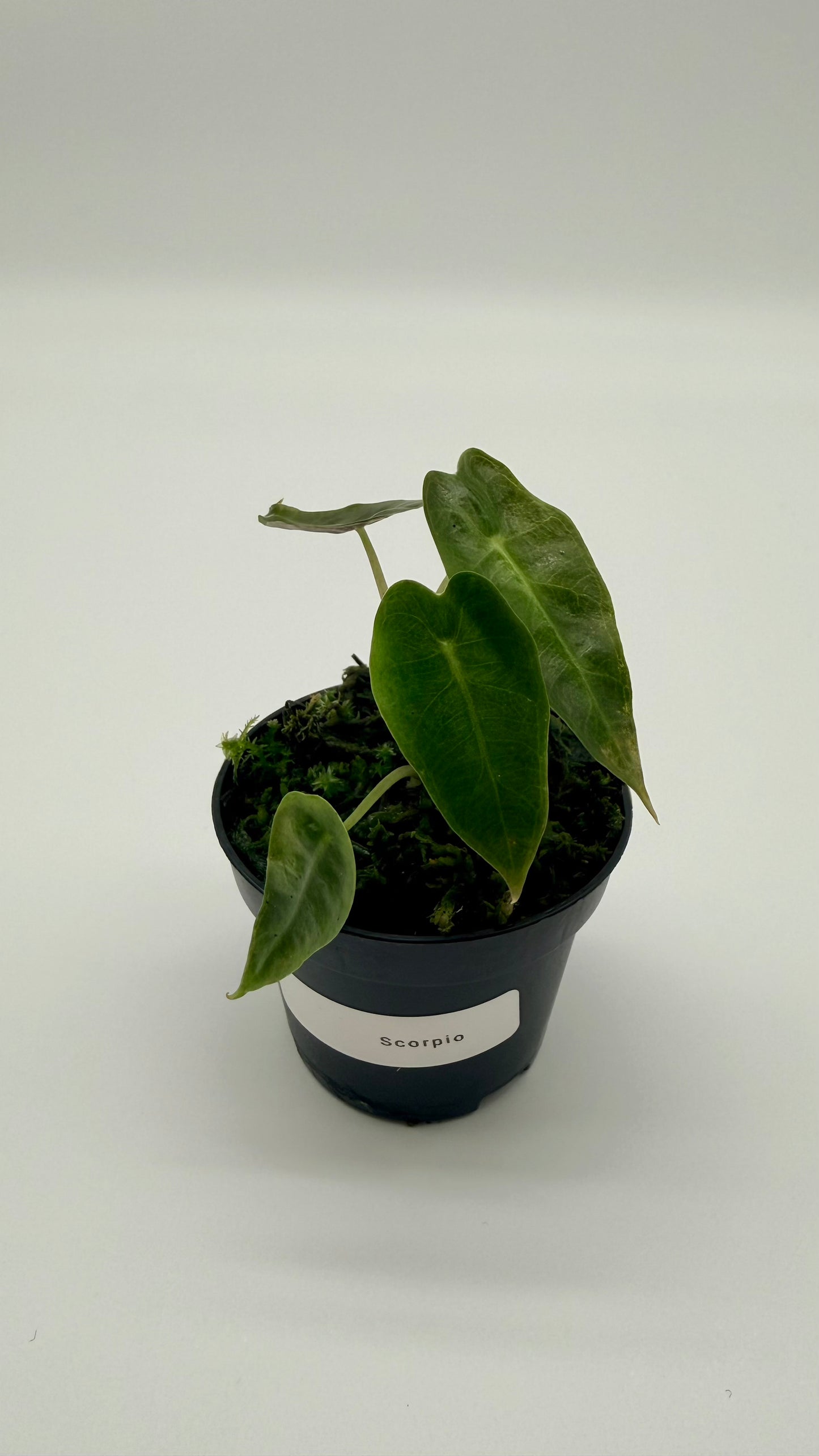 Alocasia Scorpio