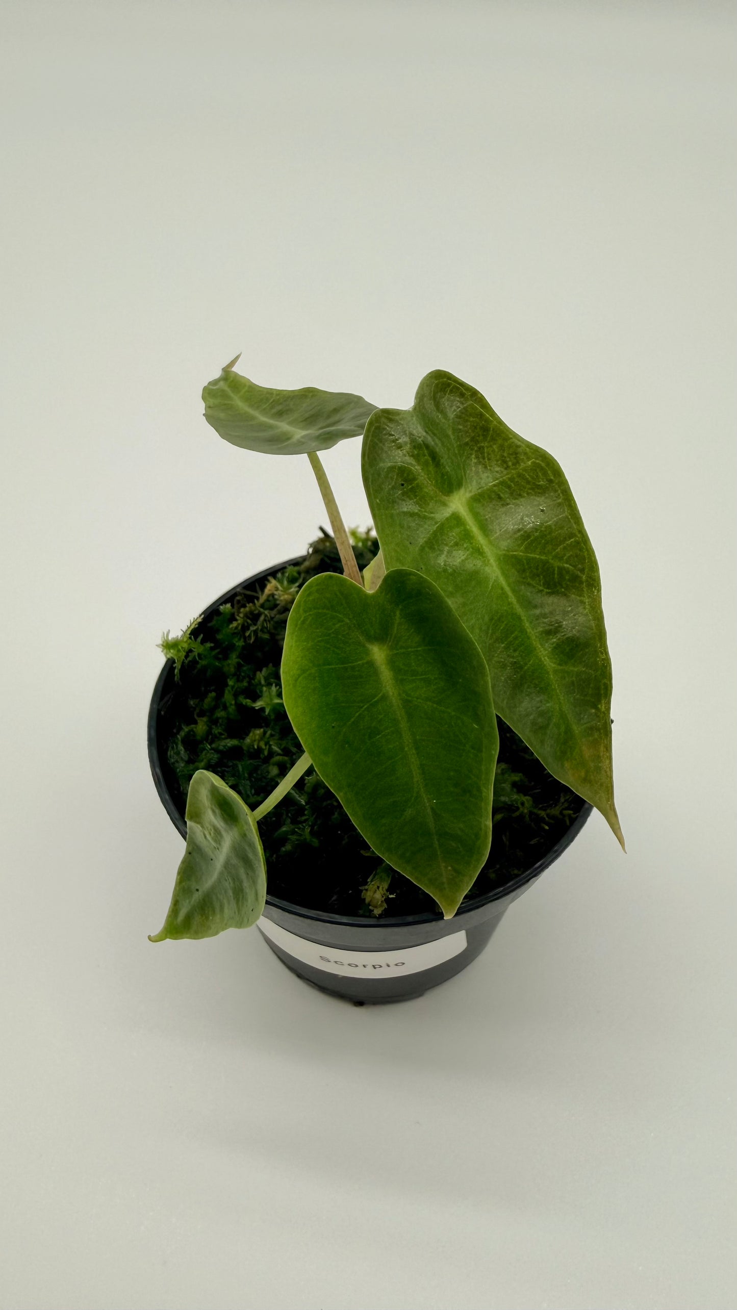 Alocasia Scorpio