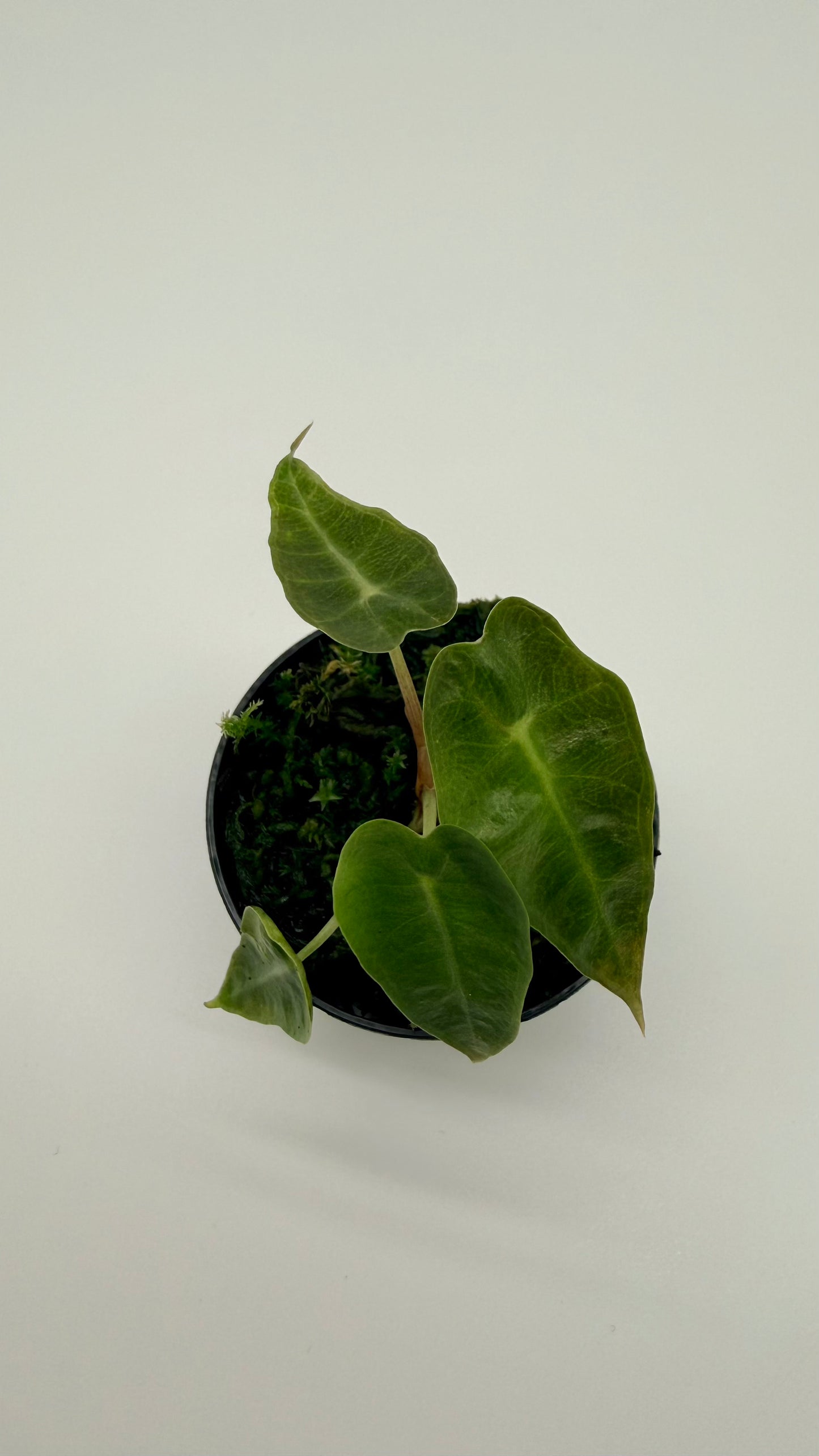Alocasia Scorpio