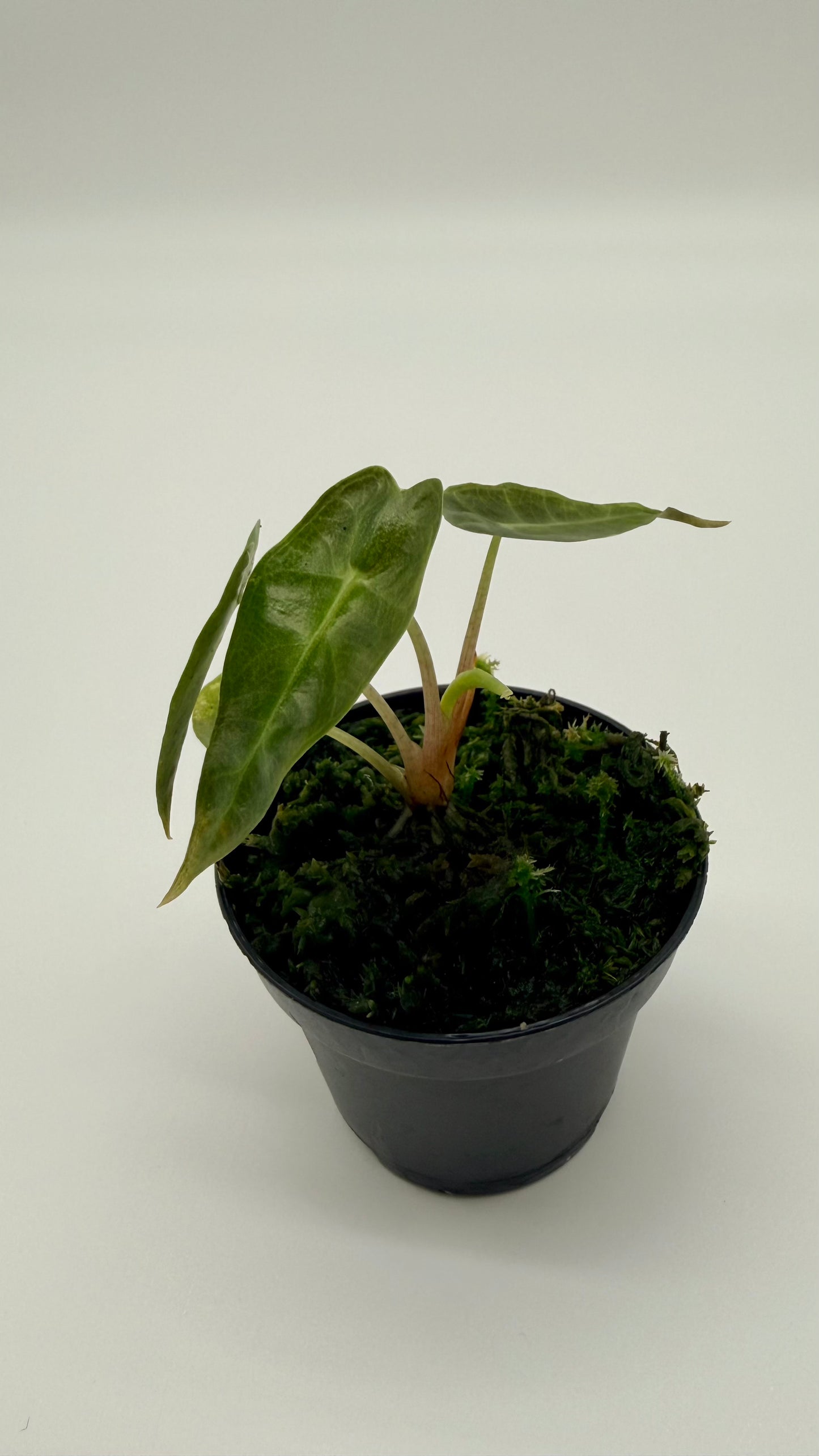 Alocasia Scorpio