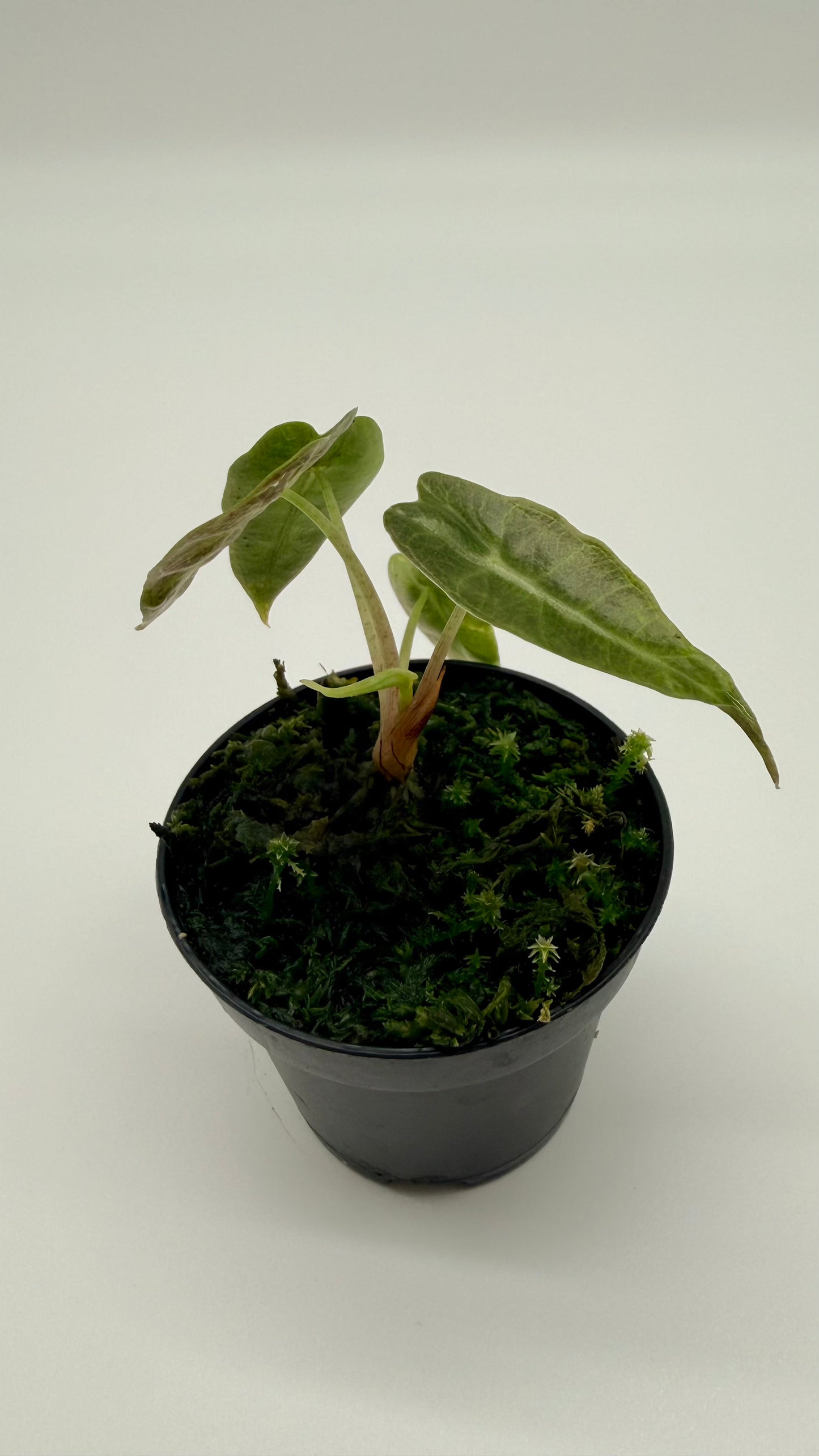 Alocasia Scorpio