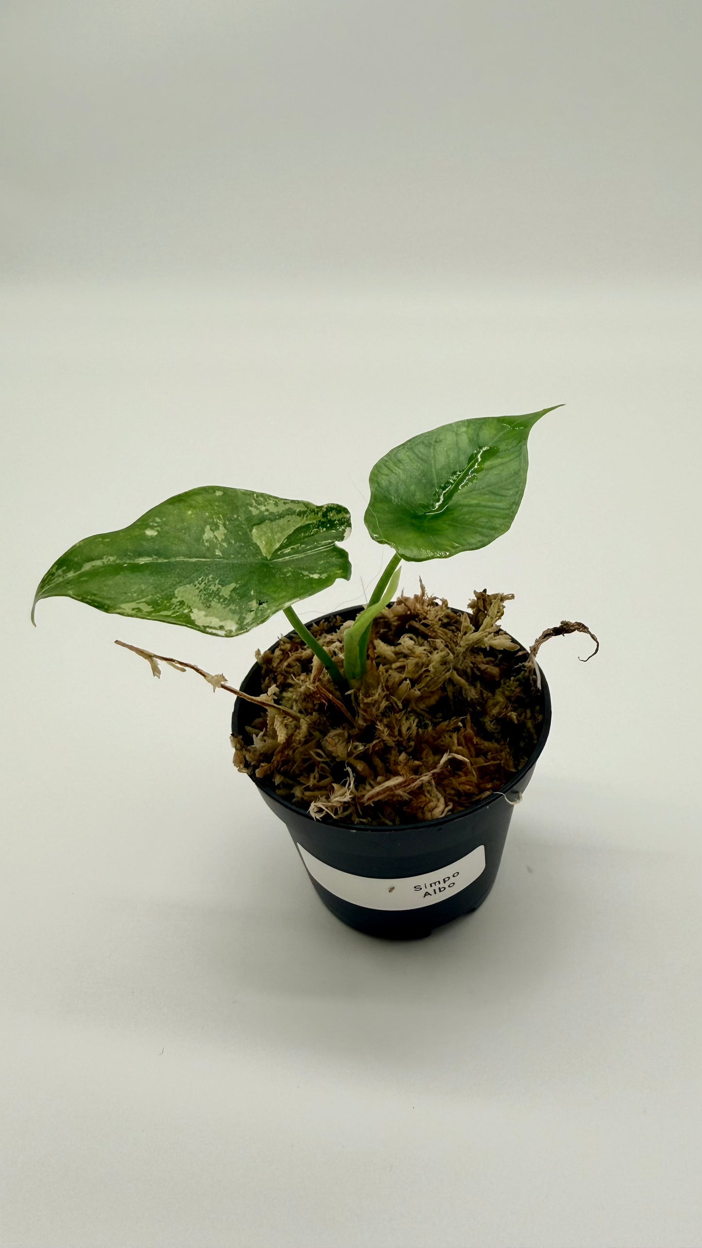 Alocasia Simpo Albo Variegata