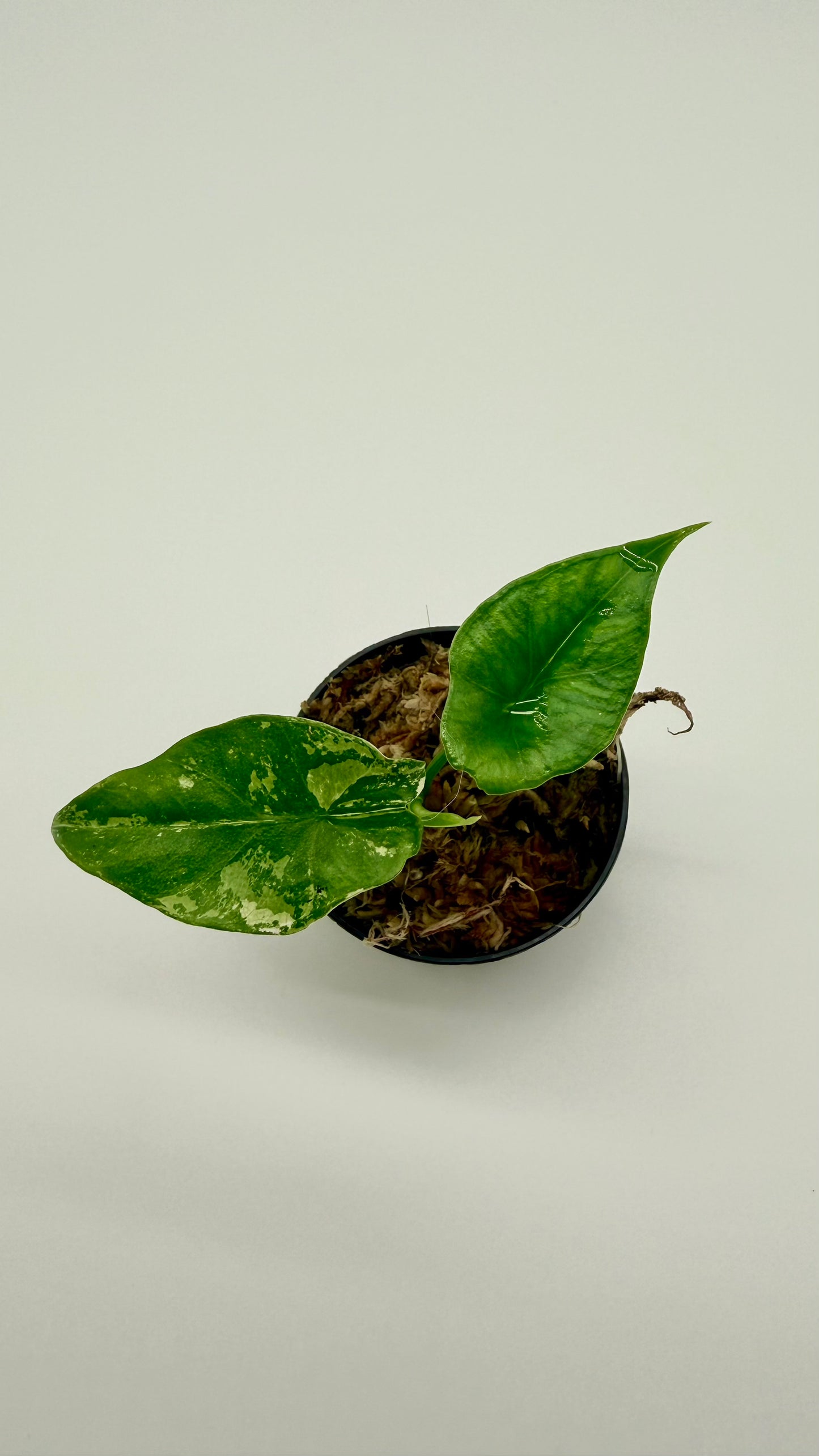 Alocasia Simpo Albo Variegata