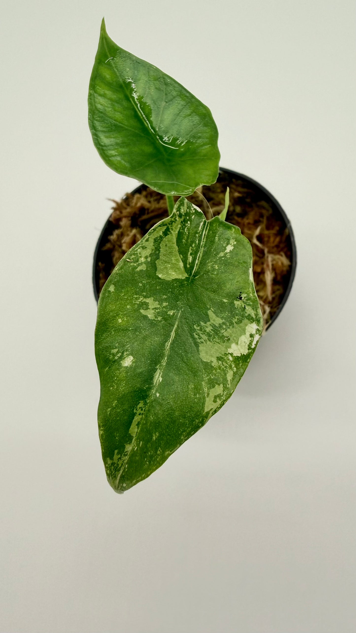 Alocasia Simpo Albo Variegata