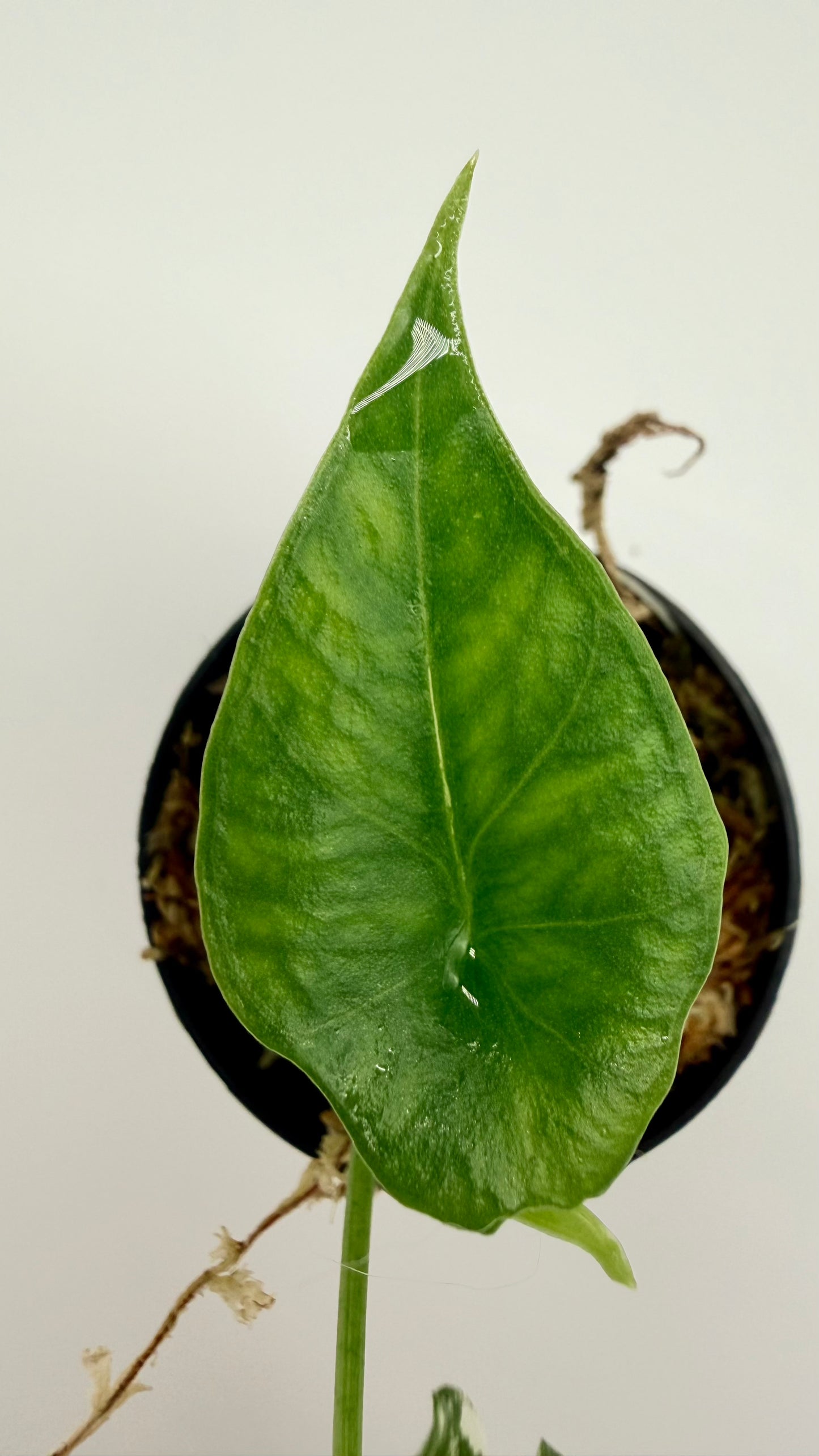 Alocasia Simpo Albo Variegata