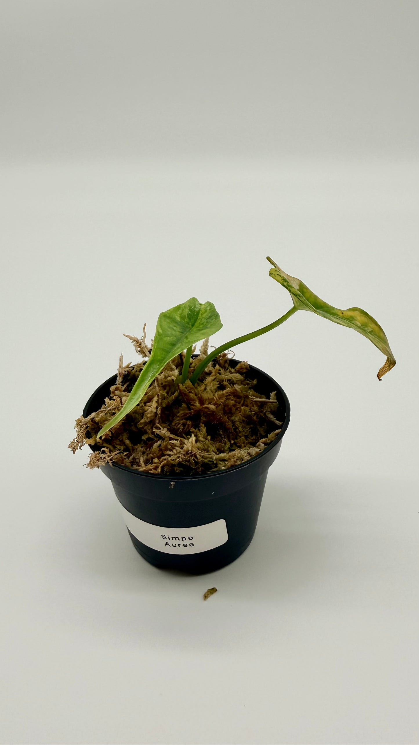 Alocasia Simpo Aurea Variegata