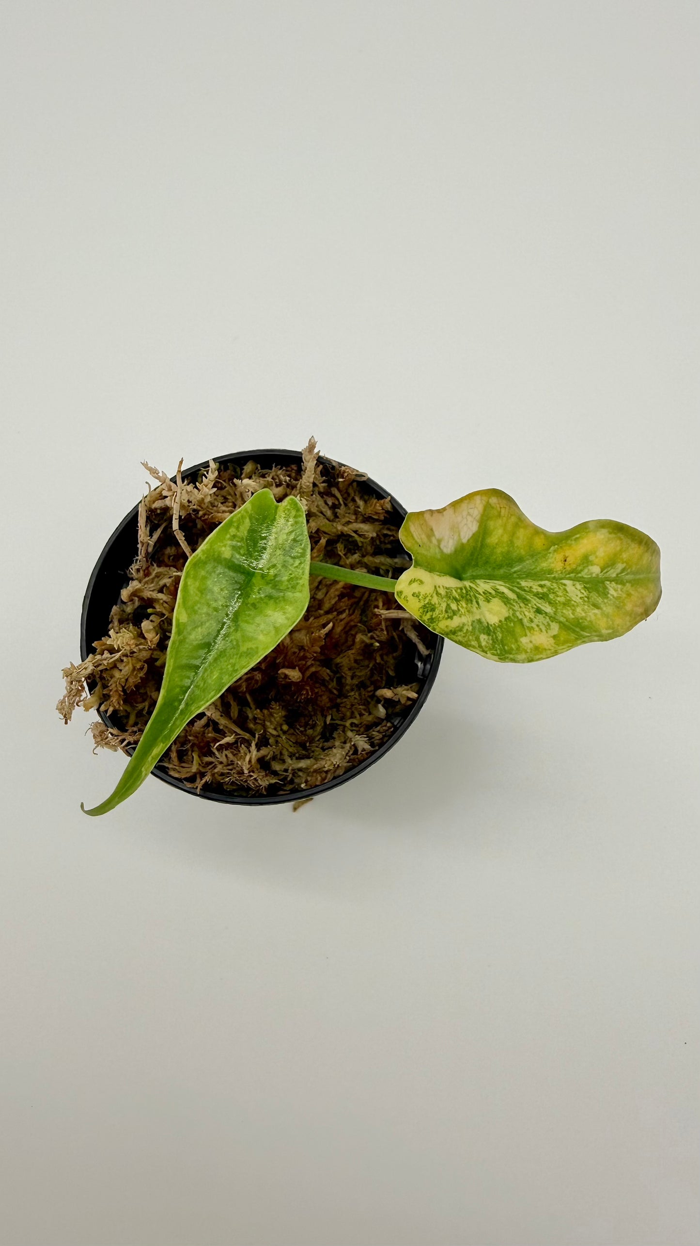Alocasia Simpo Aurea Variegata