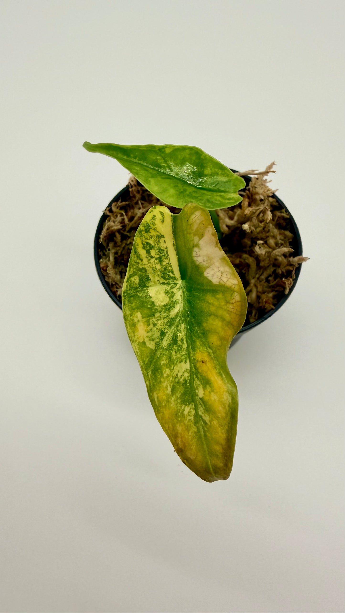 Alocasia Simpo Aurea Variegata