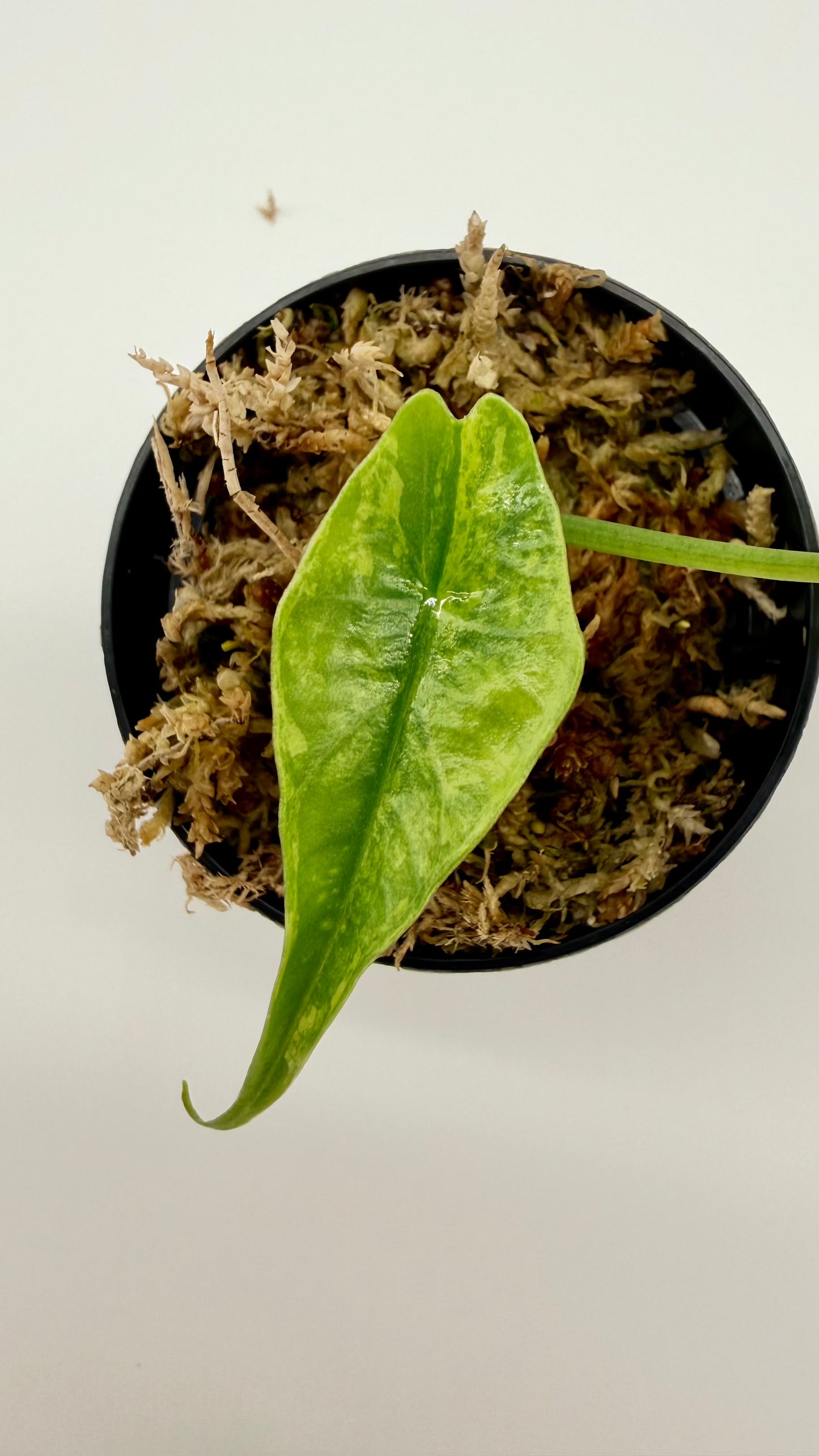Alocasia Simpo Aurea Variegata