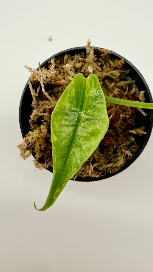 Alocasia Simpo Aurea Variegata