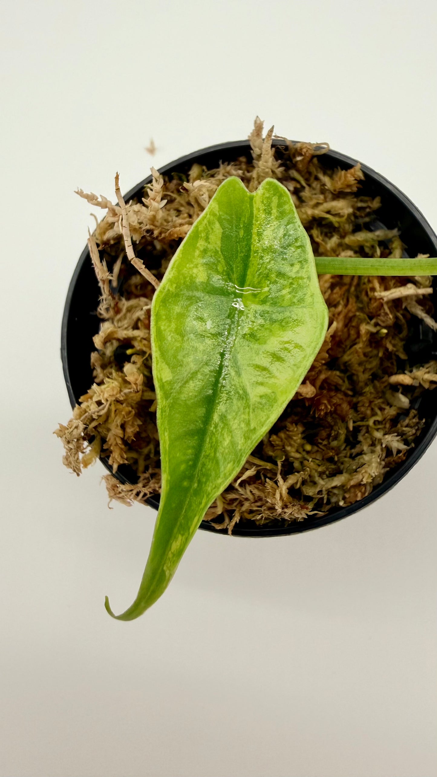 Alocasia Simpo Aurea Variegata
