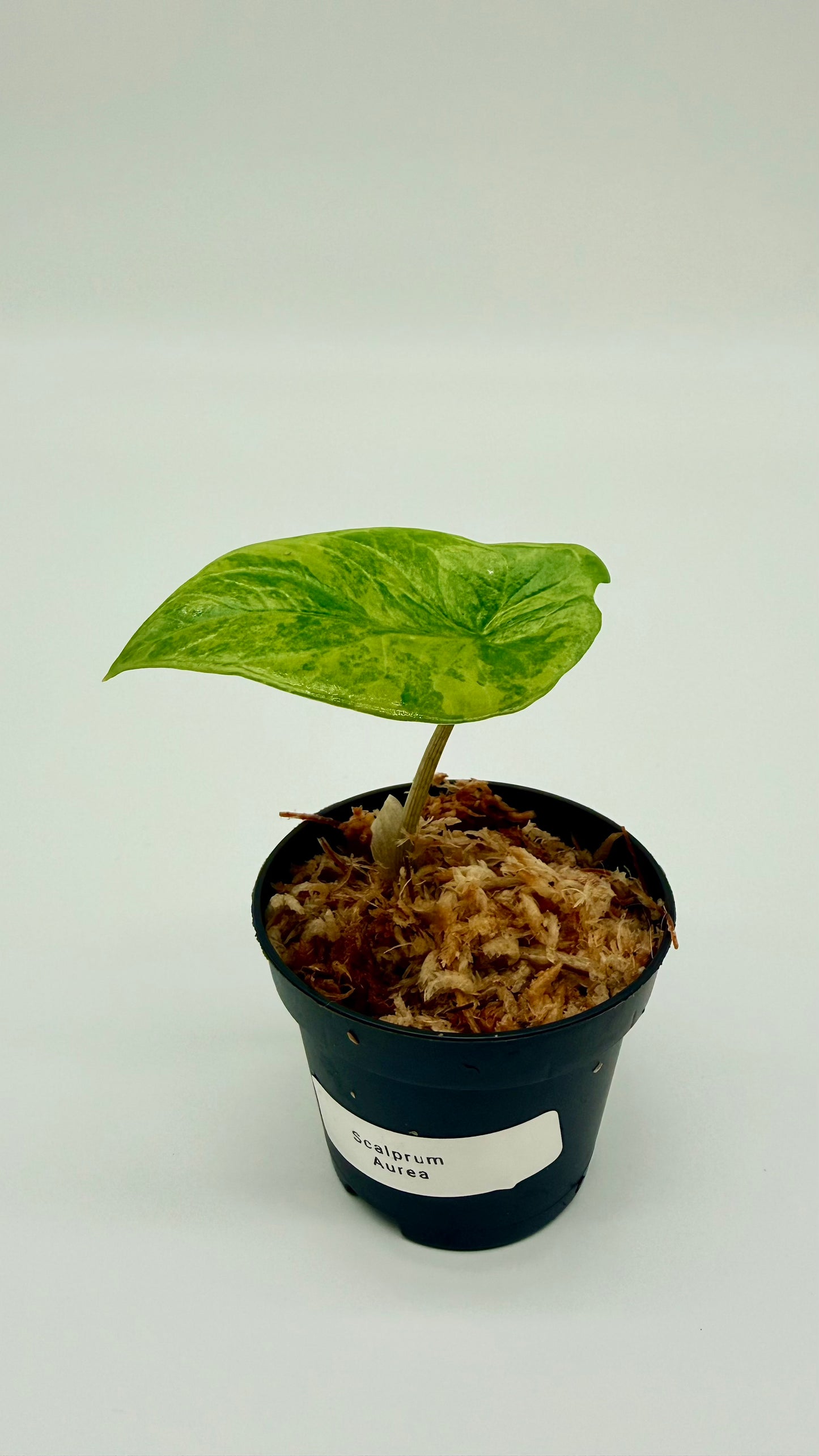Alocasia Scalprum Aurea Variegata