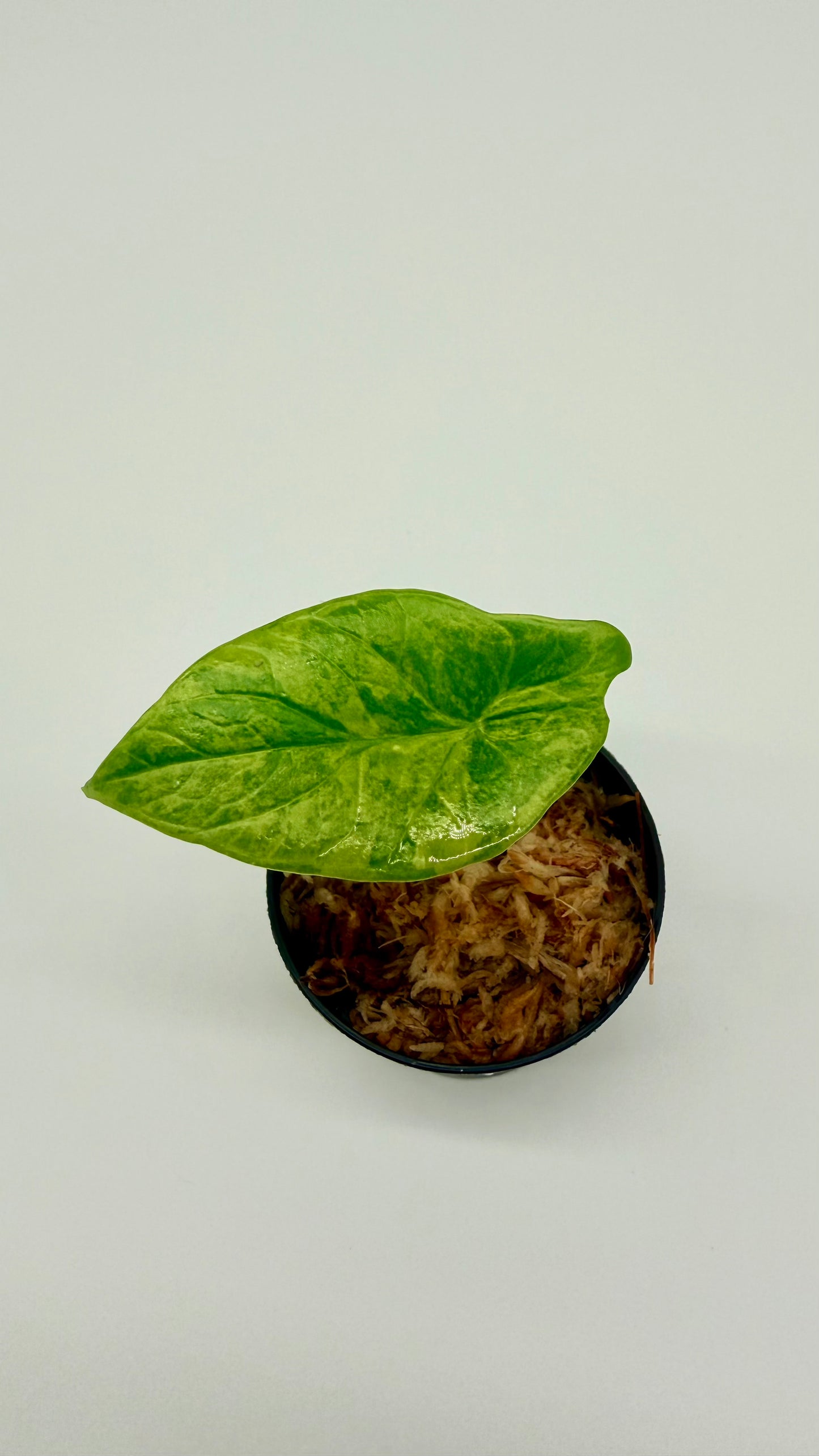 Alocasia Scalprum Aurea Variegata