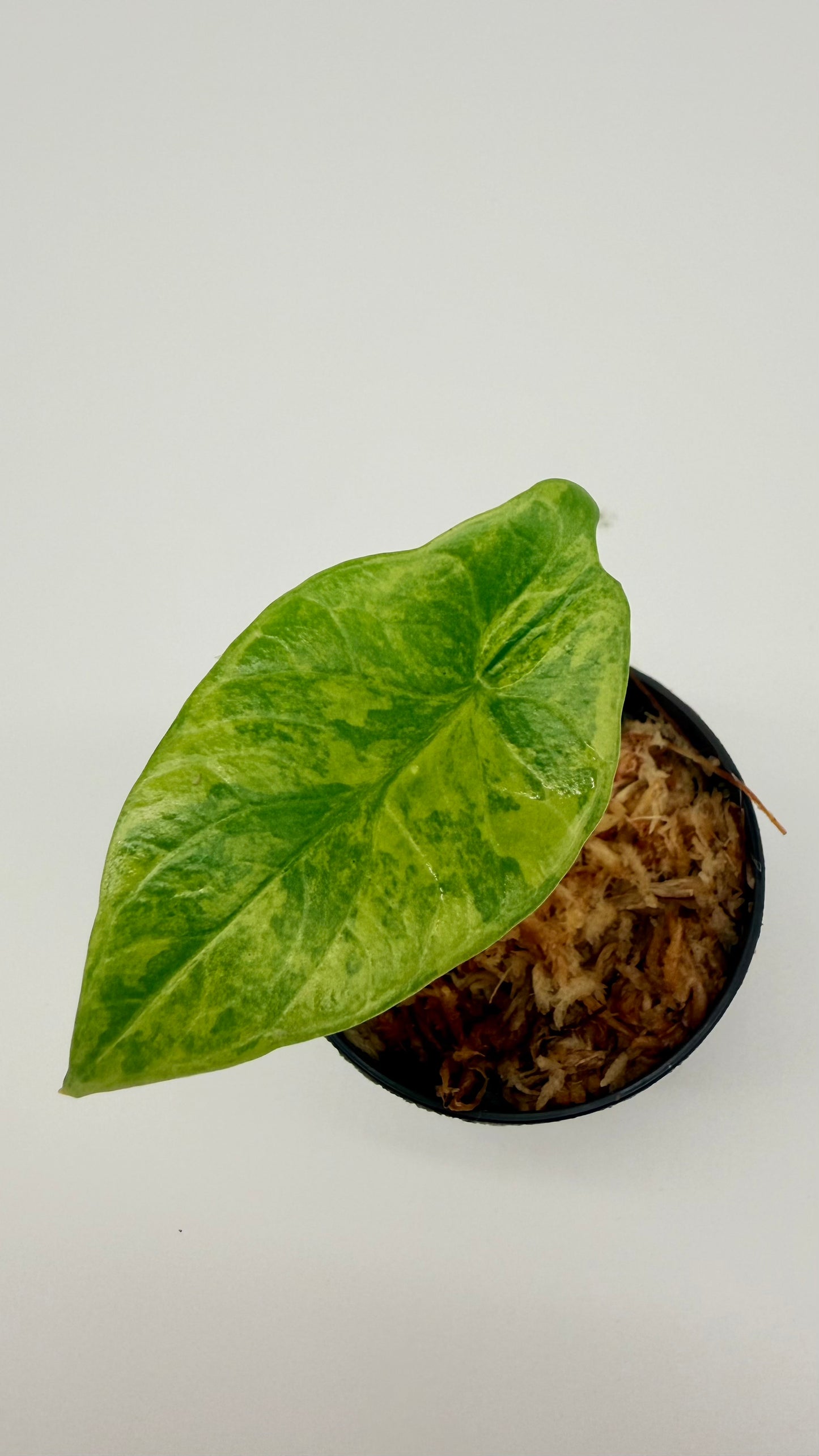 Alocasia Scalprum Aurea Variegata