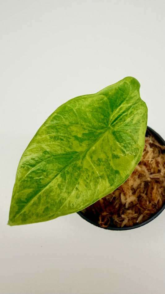 Alocasia Scalprum Aurea Variegata