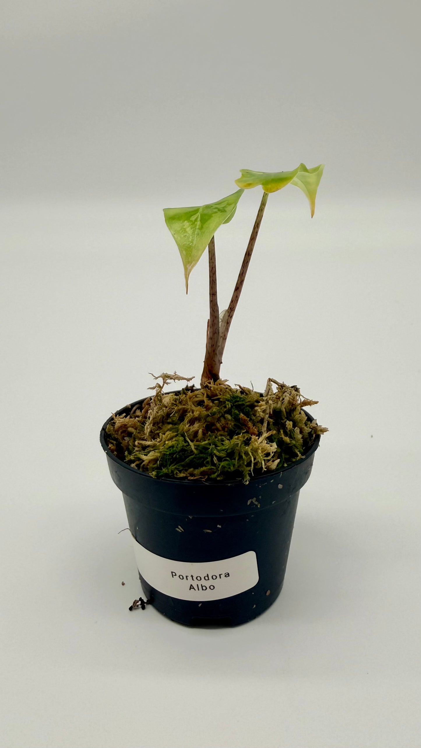 Alocasia Portodora Albo Variegata