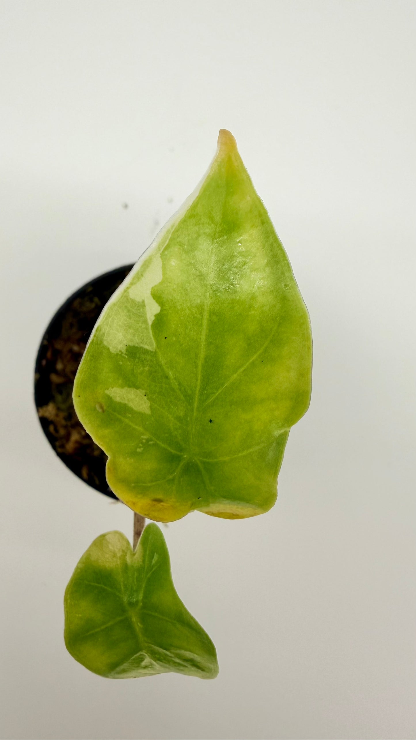 Alocasia Portodora Albo Variegata