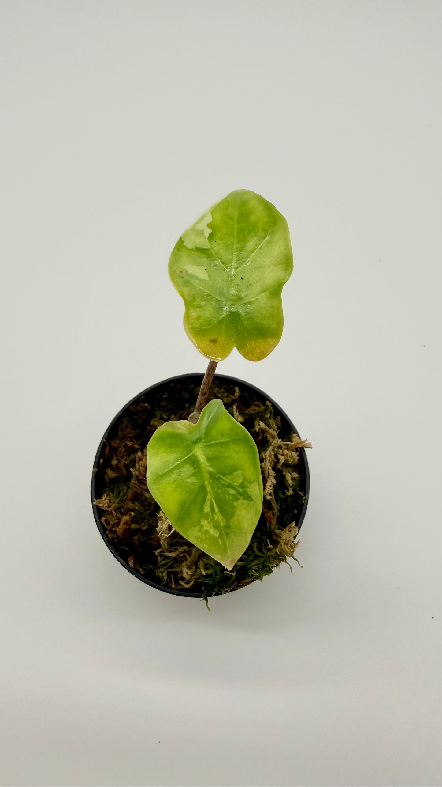 Alocasia Portodora Albo Variegata