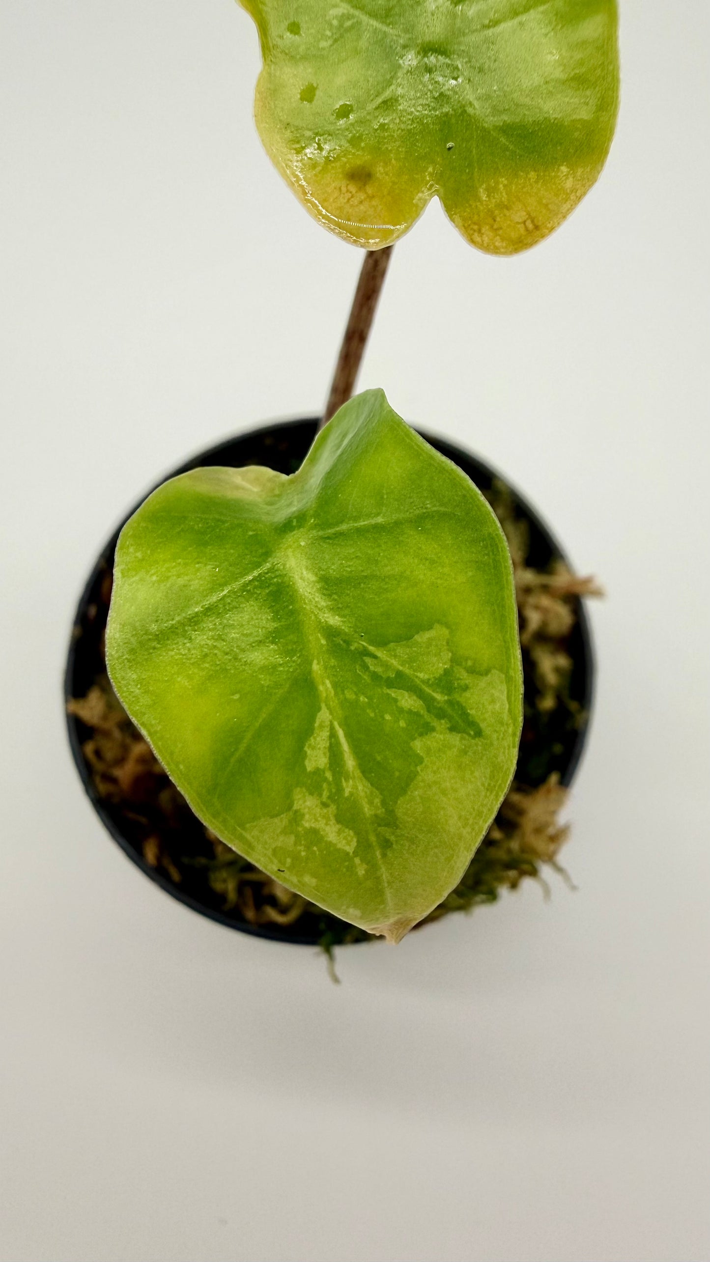 Alocasia Portodora Albo Variegata