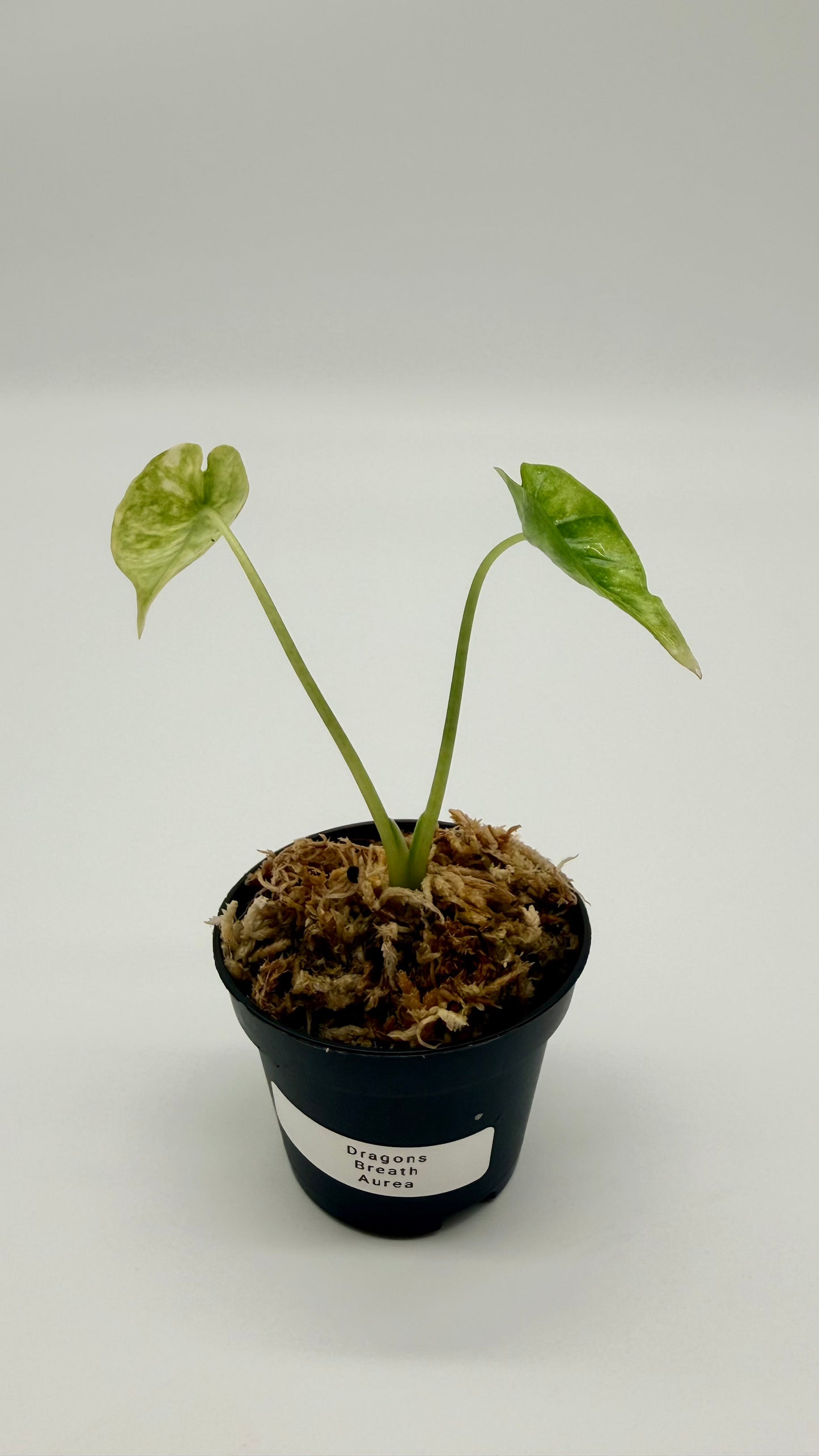 Alocasia Dragon's Breath Aurea Variegata