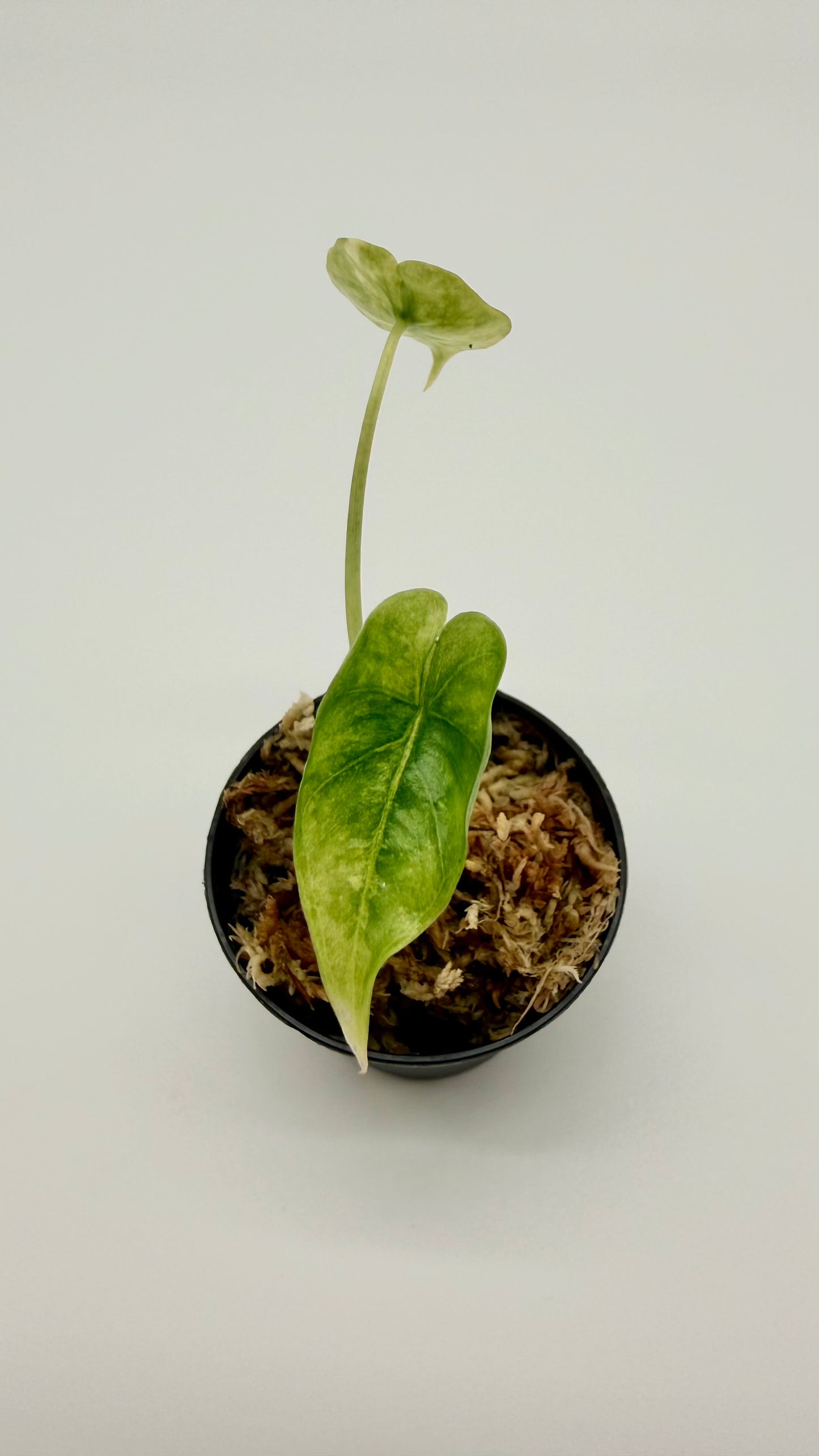 Alocasia Dragon's Breath Aurea Variegata