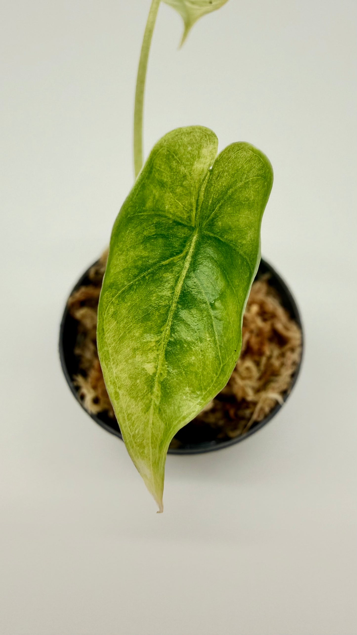 Alocasia Dragon's Breath Aurea Variegata