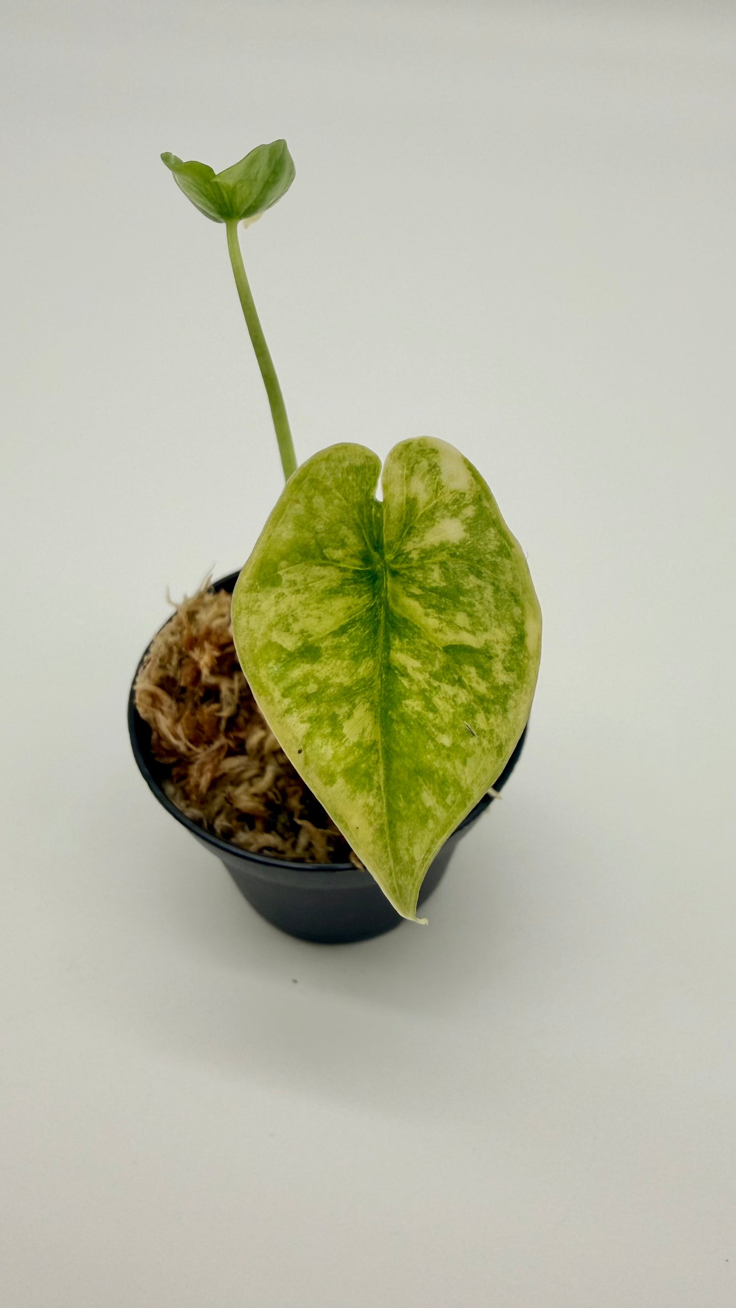 Alocasia Dragon's Breath Aurea Variegata