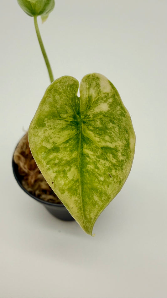 Alocasia Dragon's Breath Aurea Variegata