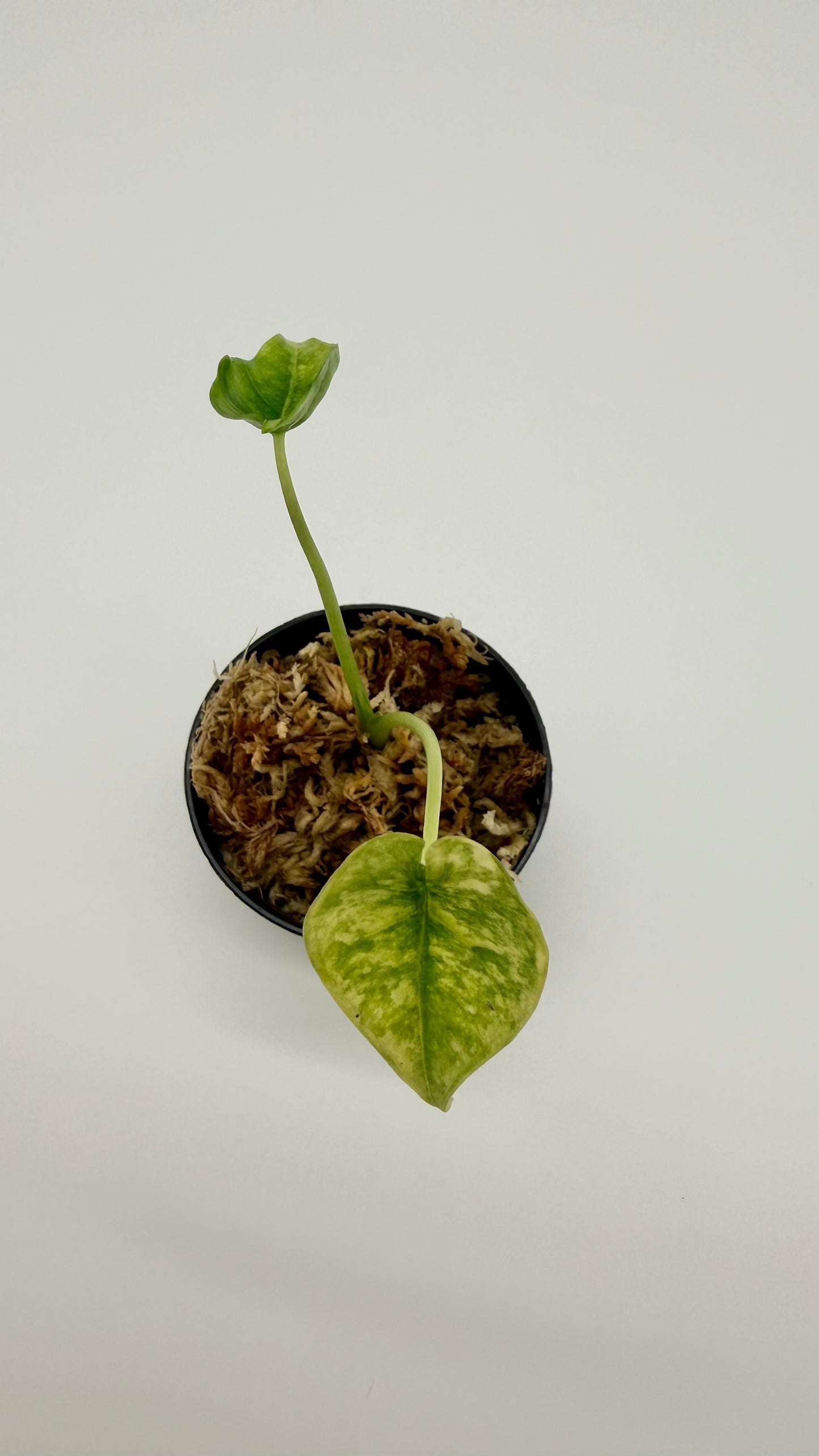 Alocasia Dragon's Breath Aurea Variegata