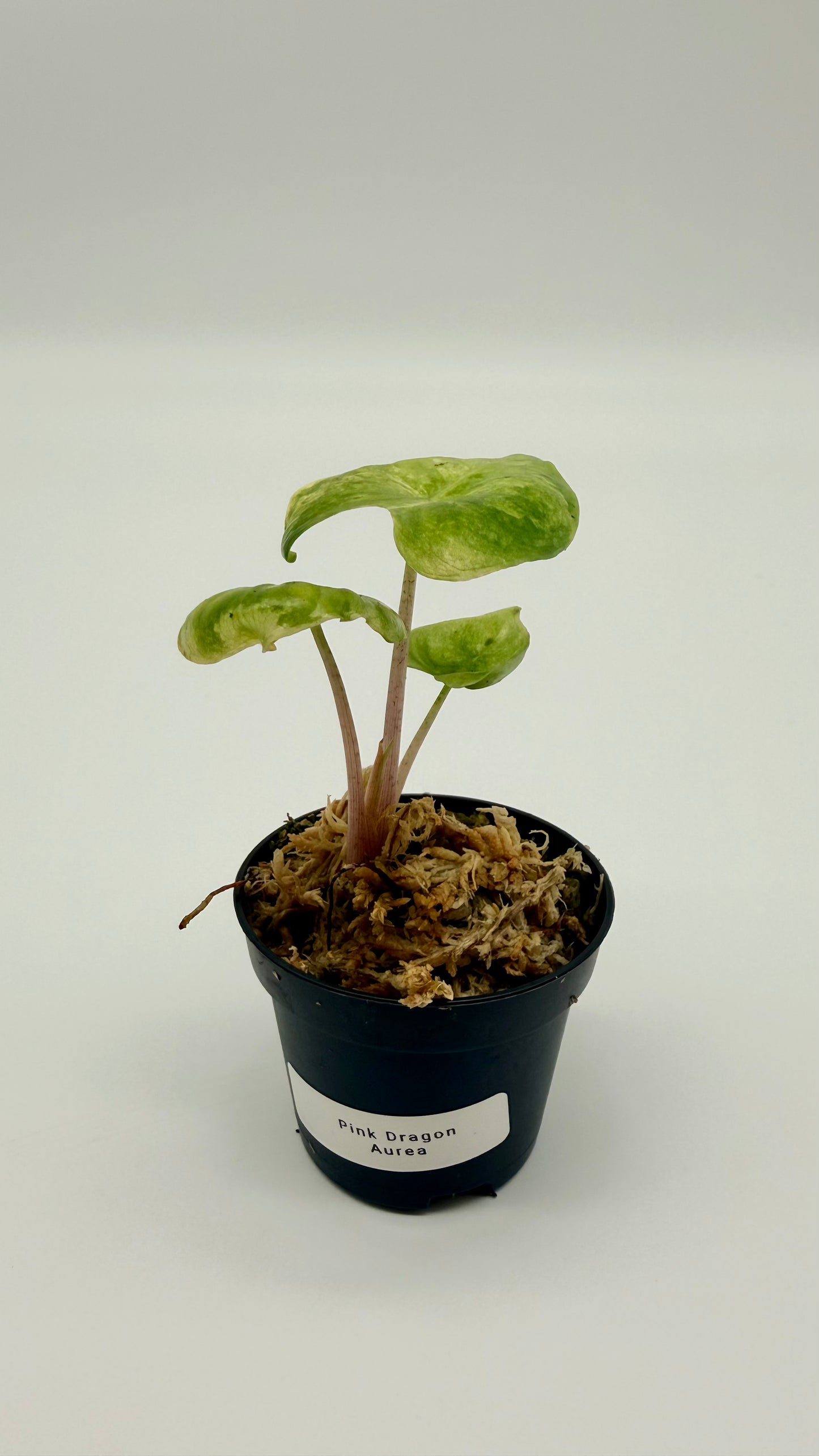 Alocasia Pink Dragon Aurea Variegata