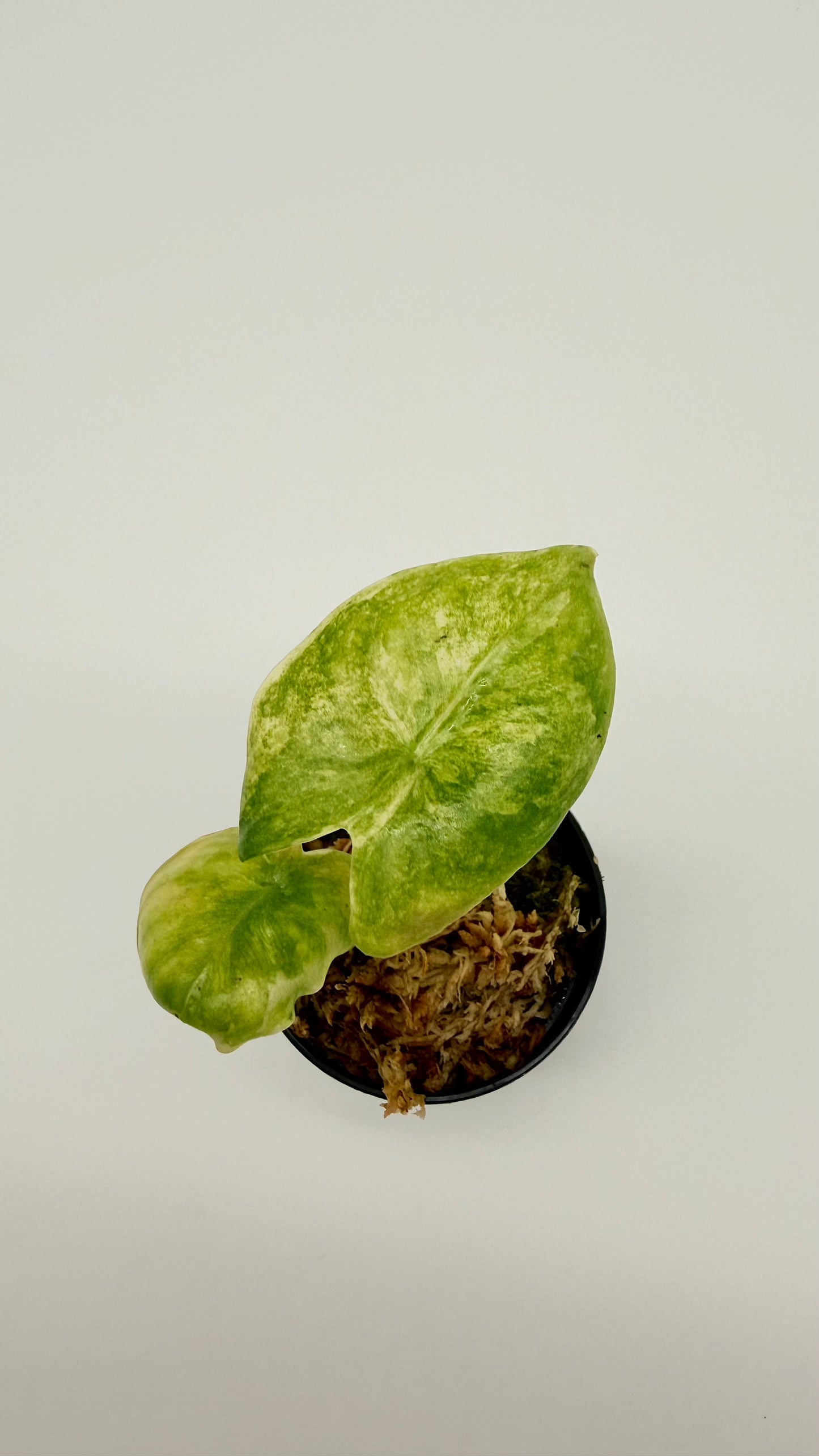 Alocasia Pink Dragon Aurea Variegata