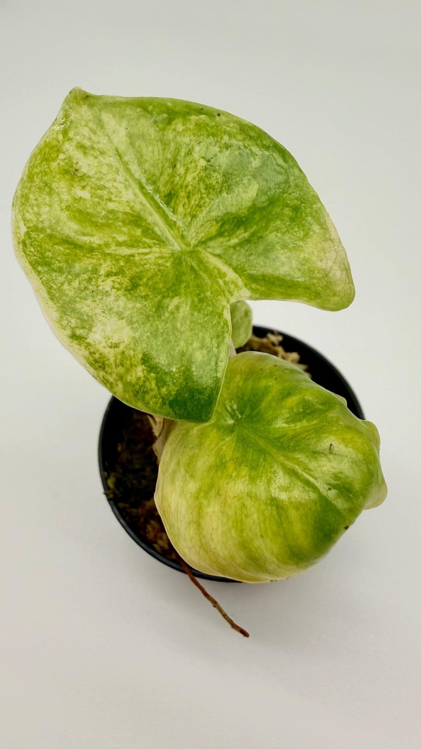 Alocasia Pink Dragon Aurea Variegata