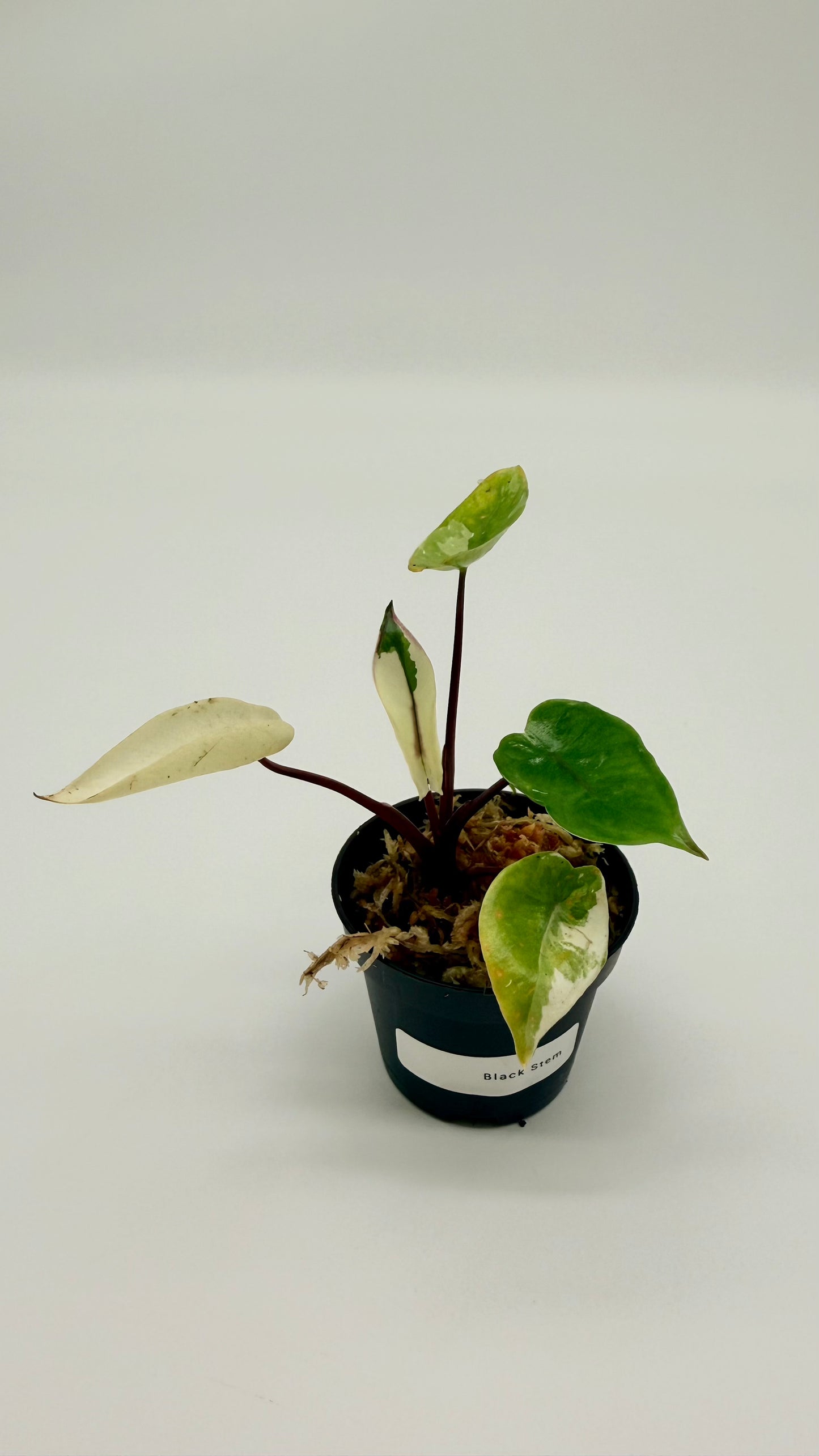 Alocasia Black Stem Albo Variegata