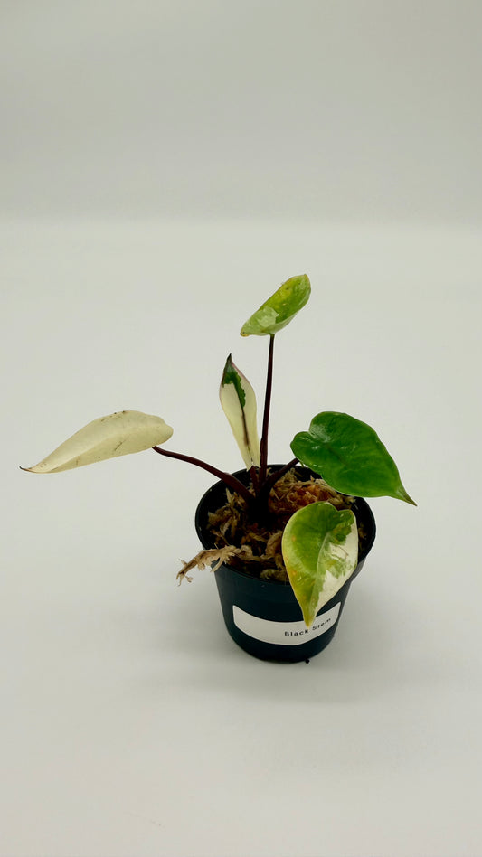 Alocasia Black Stem Albo Variegata
