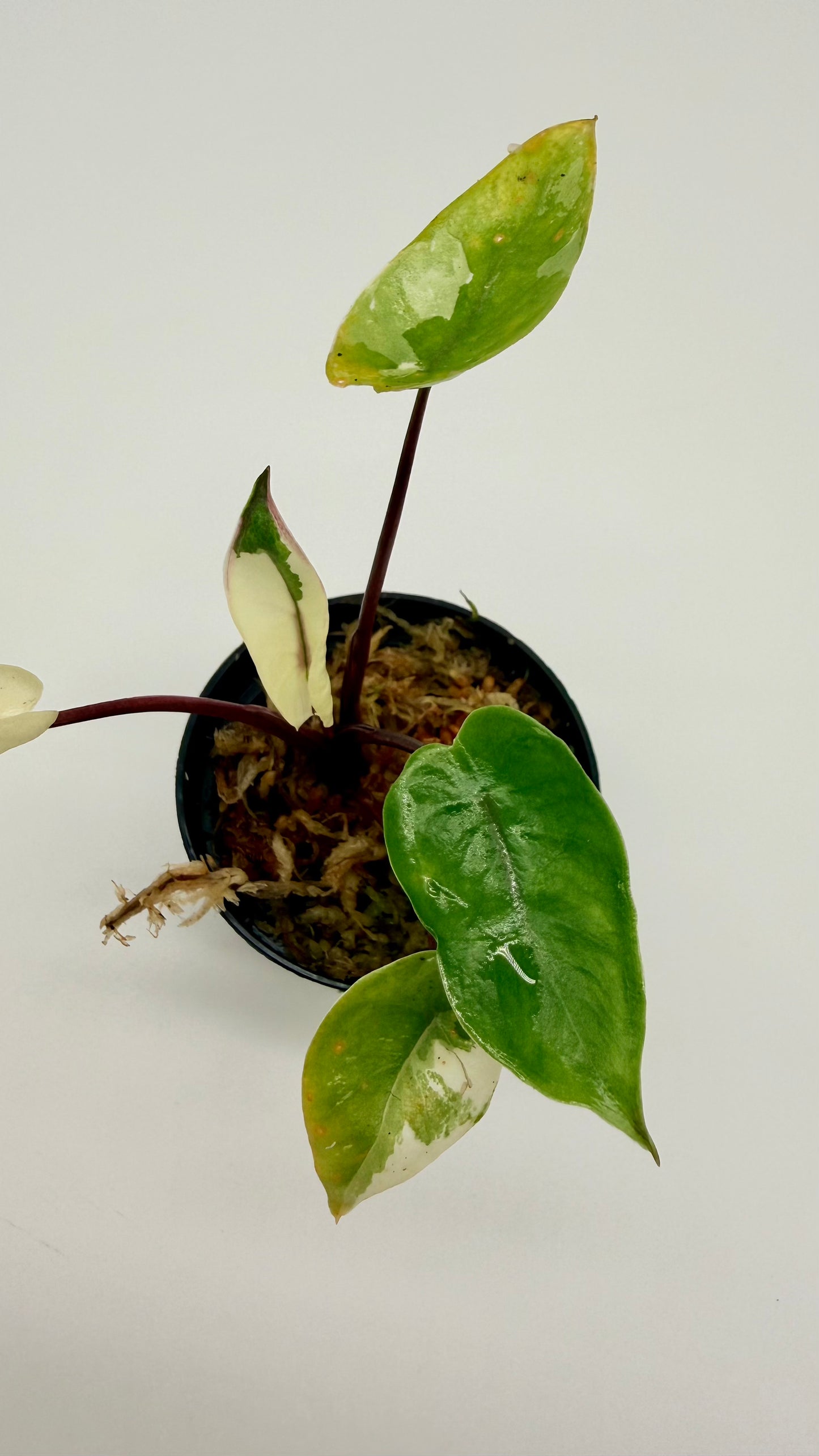 Alocasia Black Stem Albo Variegata