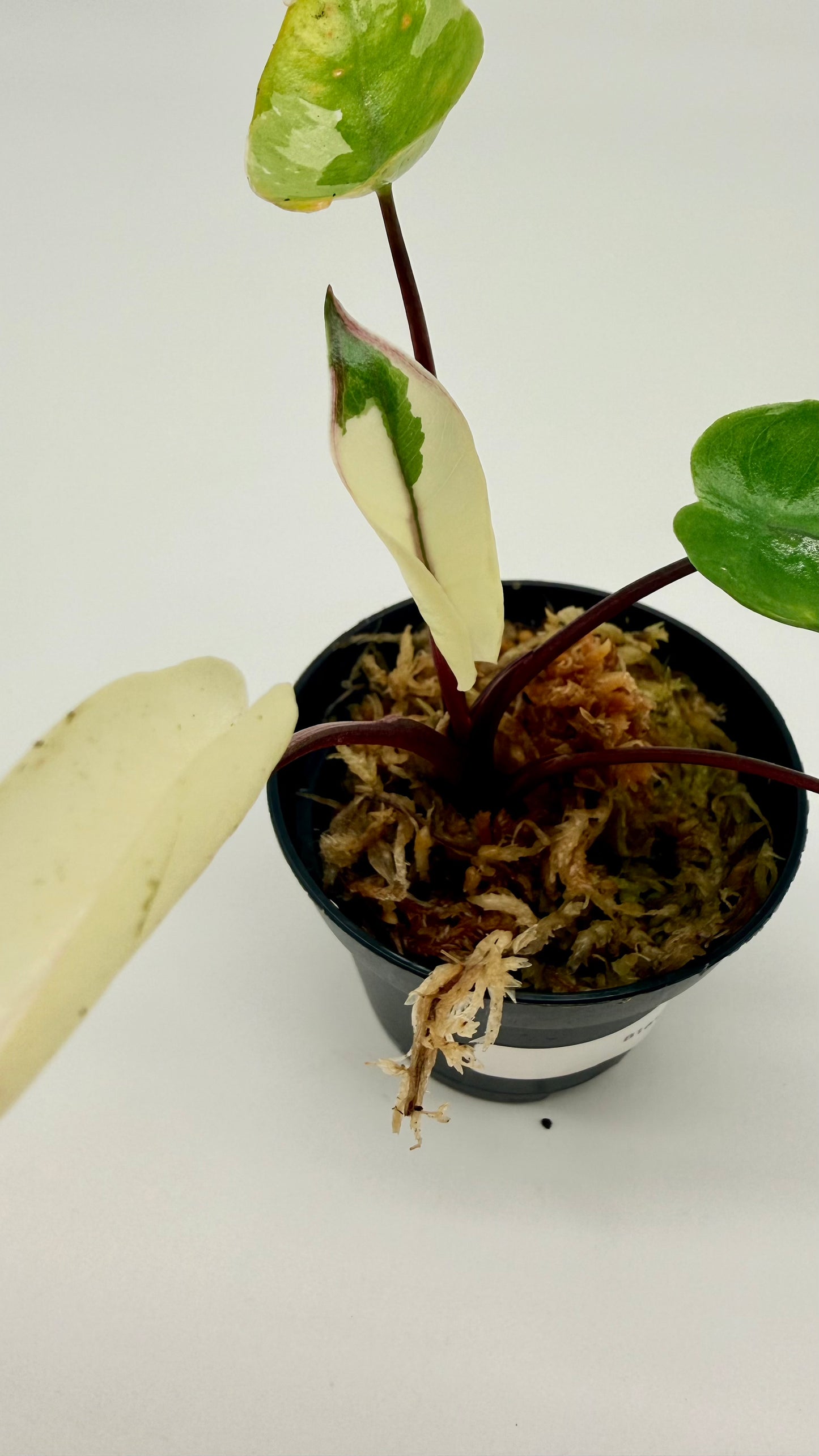 Alocasia Black Stem Albo Variegata