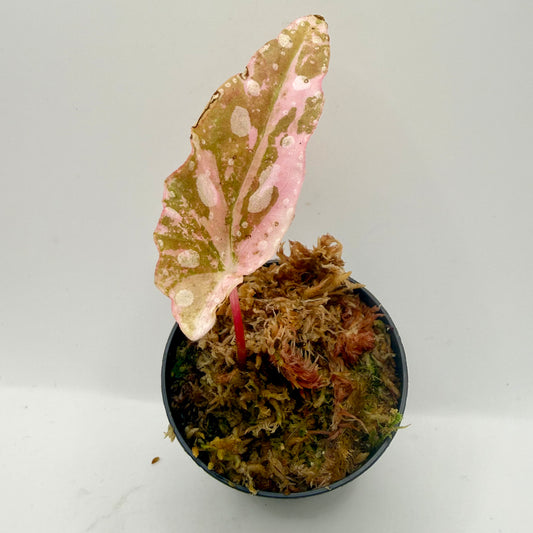 Begonia Maculata Pink Variegated