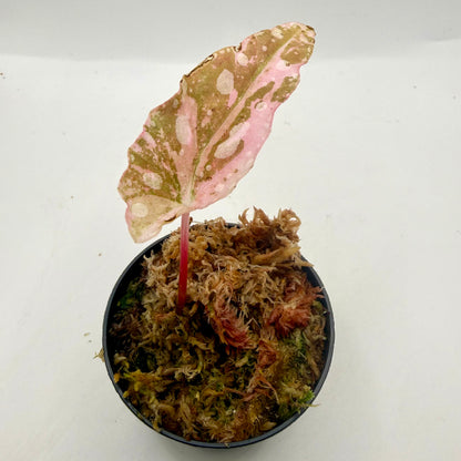 Begonia Maculata Pink Variegated