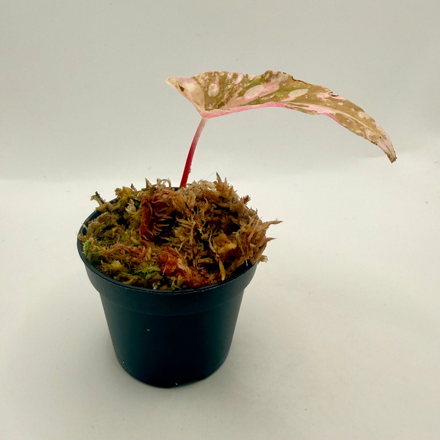 Begonia Maculata Pink Variegated