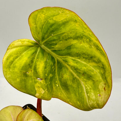 Philodendron Gloriosum Aurea Variegated