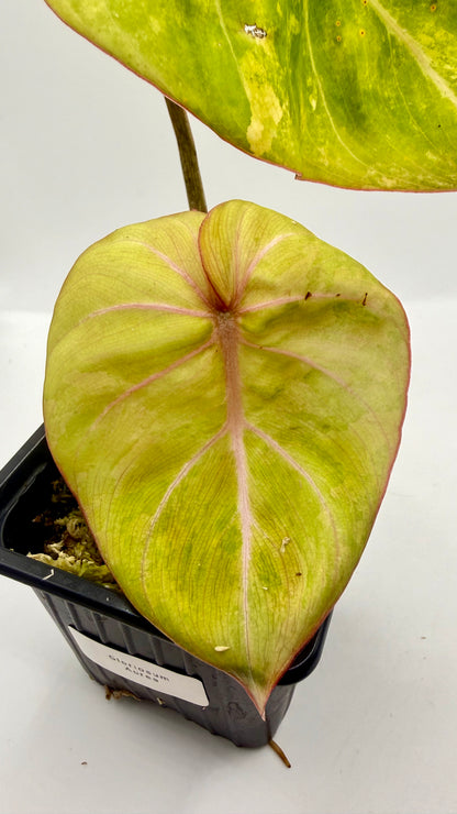 Philodendron Gloriosum Aurea Variegated