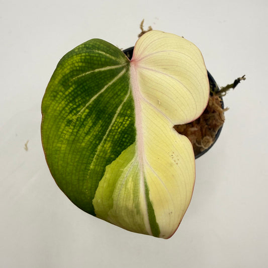 Philodendron Gloriosum Albo Variegated