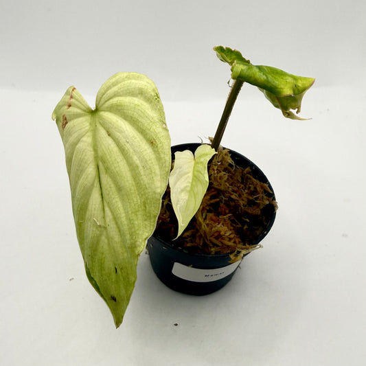 Philodendron Mamei Variegata