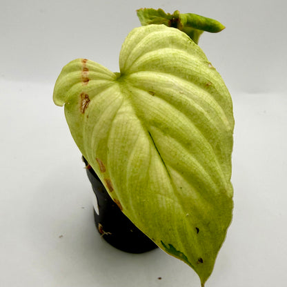 Philodendron Mamei Variegata