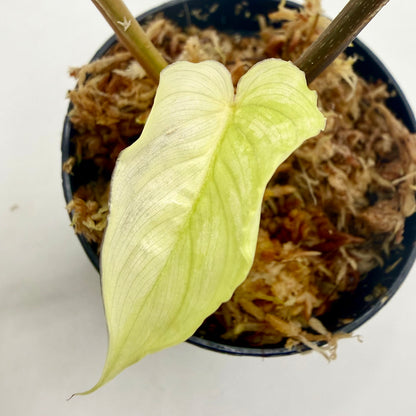 Philodendron Mamei Variegata